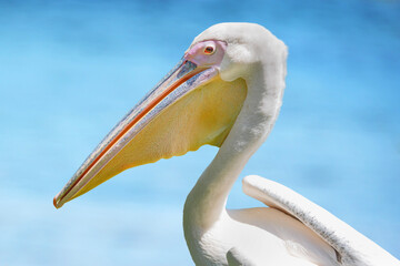 Portrait of a White Pelican on blue ocean background