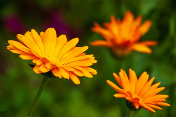 The flower is calendula.  On a green natural background.  Macro photography