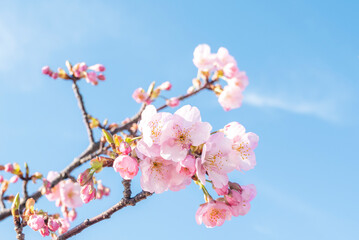 桜　桜の花