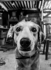 portrait of a dog bw