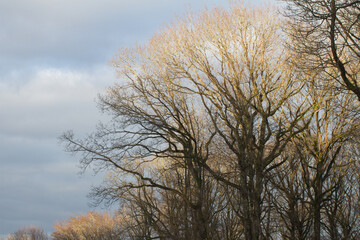 forest of oak trees over sunny winter dark blue sky