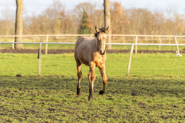Small yellow stallion foal of 6 months old. He galloped in the grass. In a green field in rural meadows