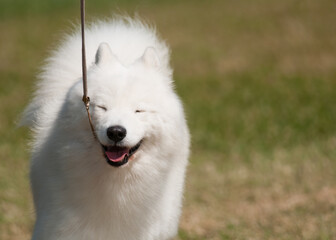 Smiling Samoyed with eyes closed