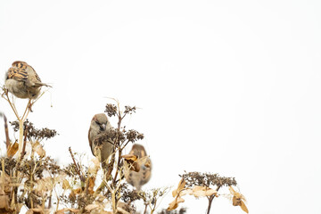 Portrait of three sparrows sitting on an overblown hydrangea branch. Two blurred sparrows an one sharp in the middle, close-up against a white sky. copy-space