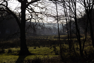 sunset in the forest
