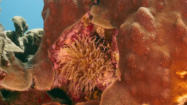 Seascape with Sea Anemone in coral reef of Caribbean Sea, Curacao
