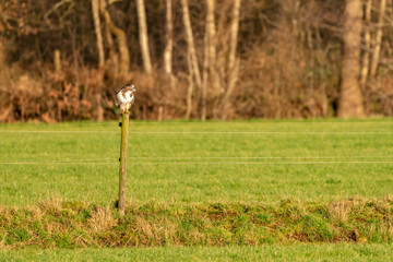 Large buzzard bird of prey sits on a pole at the edge of a ditch in a meadow and hunts for food....