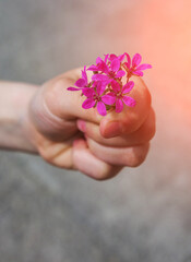  hand giving wild flower with love at sunset. beautiful background