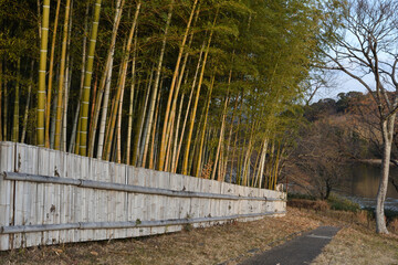 a path in from of a bamboo forest