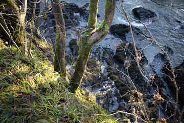 grass and water