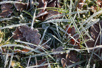 frost on the leaves