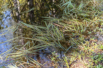 Meltwater in the spring forest.