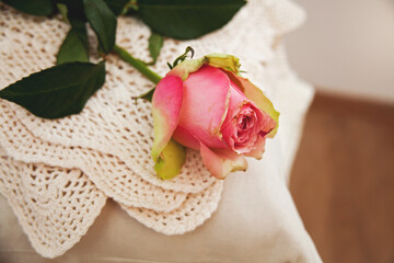 Rose auf Kissenstapel und Hocker