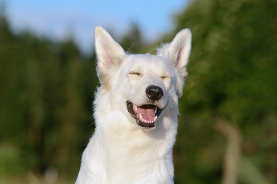 happy White Swiss Shepherd in the nature Weisser Schweizer Sch&auml;ferhund. Berger Blanc Suisse