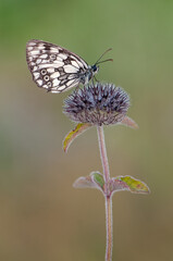 Melanargia galathea butterfly  in the early morning in a clearing among forest flowers