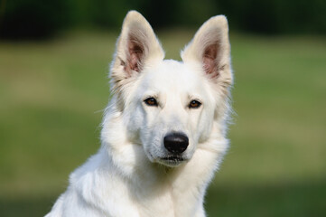 happy White Swiss Shepherd in the nature Weisser Schweizer Schäferhund. Berger Blanc Suisse