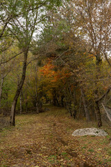 Sous bois en cévennes dans le sud de la France