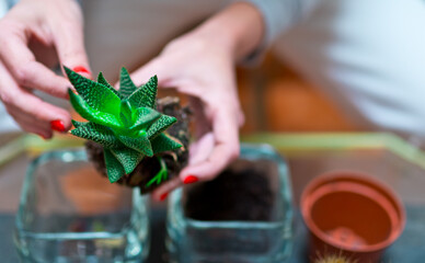 Obraz na płótnie Canvas detail photograph of a mini cactus being transplanted into a new glass pot in spring. background of a woman out of focus. concept of cultivation and decoration with plants.