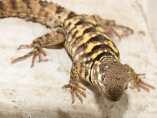 lizard 
