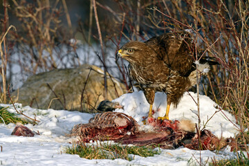 Common buzzard (Buteo buteo) eats a dead mammal in the snow // Mäusebussard frisst an Kadaver im...