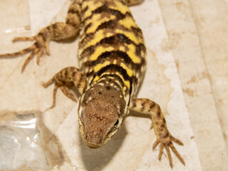 lizard