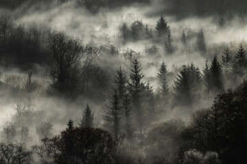 Obraz premium fog in the forest