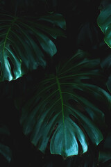 textured dark green leaf background