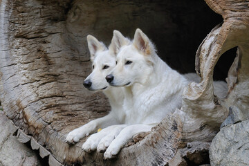 two happy White Swiss Shepherd lie in the tree trunk  Weisser Schweizer Sch&auml;ferhund. Berger Blanc Suisse