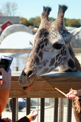 The head of a giraffe. Feeding giraffes on the farm. Harvest Festival. Wild animals. 