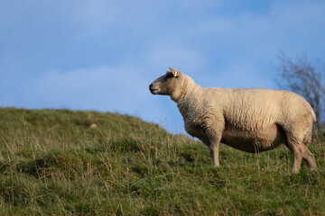 Fototapeta premium sheep in the field