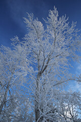 A tree in frosty hoarfrost against a background of blue sky. Siberia.