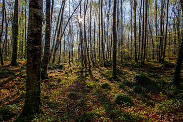 Obraz premium Spring sunrise in La Fageda D En Jorda Forest, La Garrotxa, Spain