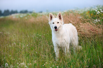 White Swiss Shepherd dog stands in the meadow Weisser Schweizer Schäferhund