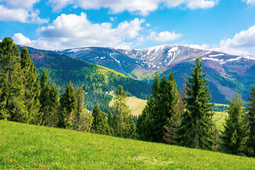 Fototapeta mountain landscape on a sunny day. beautiful alpine countryside scenery with spruce trees. grassy meadow on the hill rolling down in to the distant valley. clouds on the blue sky obraz
