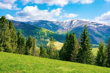 Foto op Canvas mountain landscape on a sunny day. beautiful alpine countryside scenery with spruce trees. grassy meadow on the hill rolling down in to the distant valley. clouds on the blue sky © Pellinni