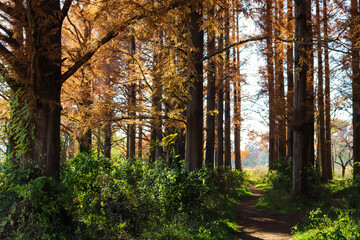 秋 森 森林 メタセコイヤ 紅葉 美しい 幻想的 綺麗 夕焼け 道 鮮やか 落ち着いた