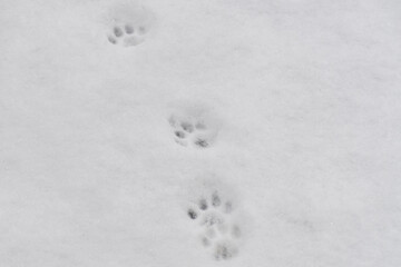Animal footprint in white snow