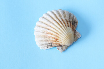 wrinkled seashell on blue background