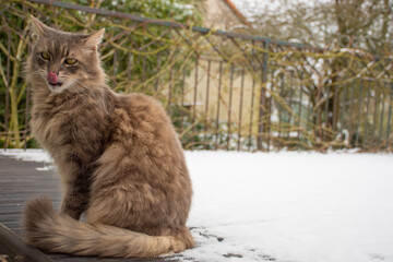 Beautiful cat sitting on the ground with snow