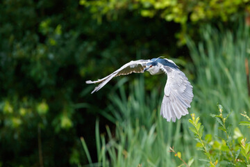 Black-crowned Night Heron (Nycticorax nycticorax) flying over a small lake