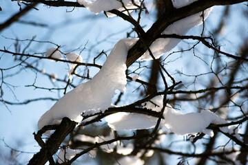 Branches covered with snow, winter landscape in the forest.