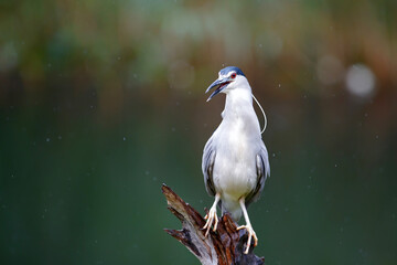 Black Crowned Night Heron (Nycticorax nycticorax) sitting on a branch in natural habitat in the Netherlands. Blurry  background.