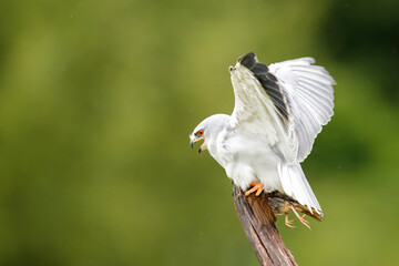 Black-winged kite (Elanus caeruleus) sitting on a branch with a prey (a blackbird) in the Netherland