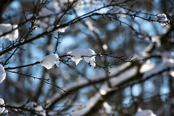 Branches covered with snow, winter landscape in the forest.