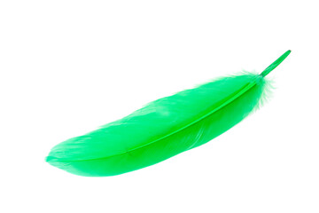 Green decorative bird feather isolated on the white background
