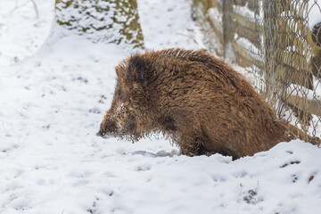 Wild boar - Sus scrofa crawls under the fence, under which he dug.