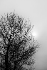 Fototapeta na wymiar Beautiful silhouette of Elm tree. Elm tree against white sky.