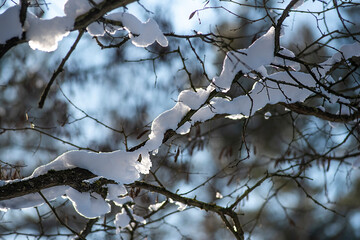 Fototapeta na wymiar Branches covered with snow, winter landscape in the forest.