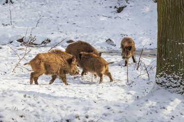 Wild boar - Sus scrofa - A group of pigs chasing in a forest in the snow.