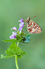 beautiful and elegant butterfly Brenthis hecate on flower awaits dawn early in the morning